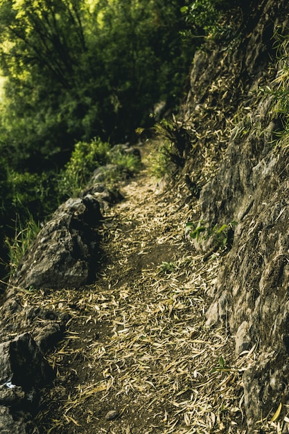 Sentiero verde in anticipo bosco di bosco di betulla