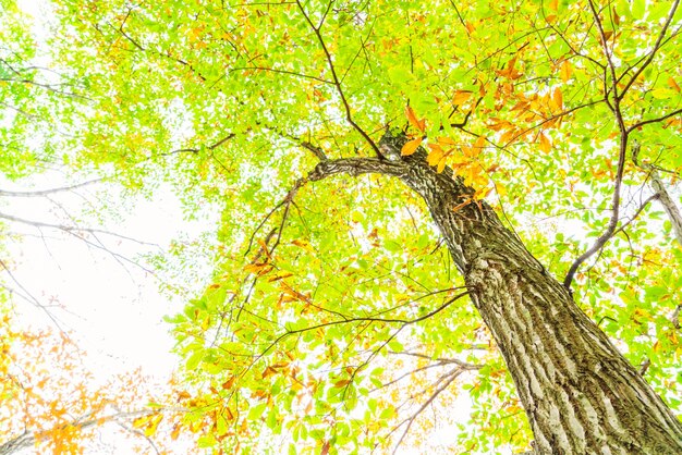 sera di colore arte al di fuori bellezza