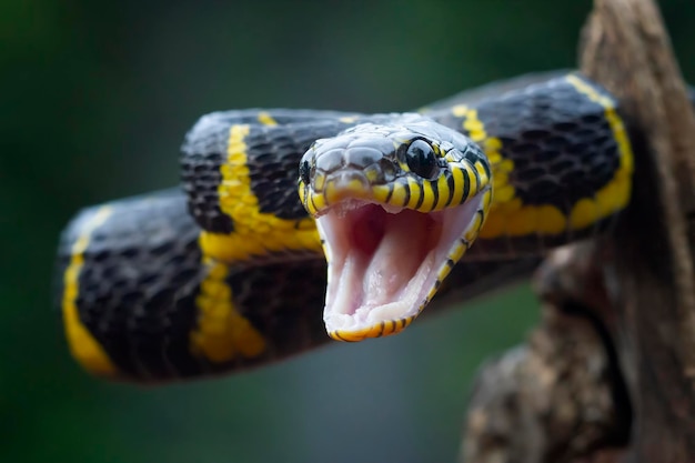 Serpente Boiga pronto ad attaccare Boiga dendrophila animale primo piano