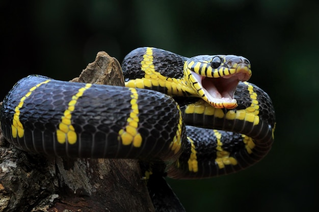 Serpente Boiga pronto ad attaccare Boiga dendrophila animale primo piano