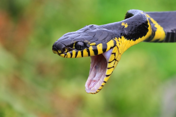 Foto gratuito serpente boiga pronto ad attaccare