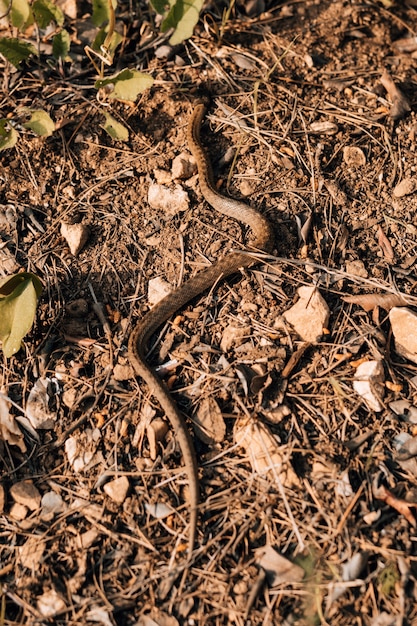 Serpente che striscia sulla terra durante il giorno soleggiato