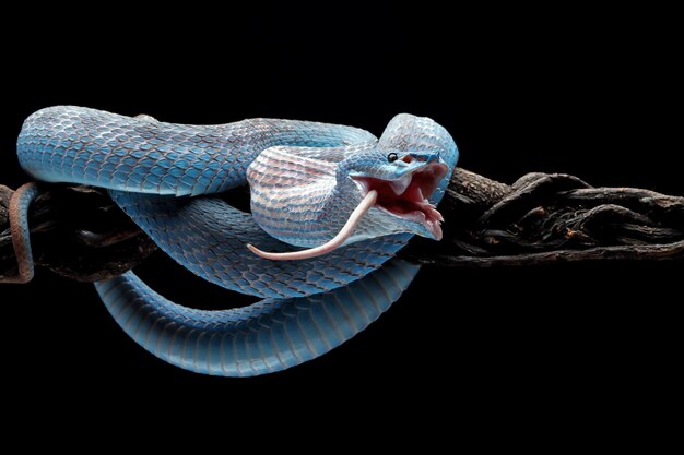 Serpente di vipera blu che mangia topo bianco sul ramo con serpente di vipera di sfondo nero pronto ad attaccare il primo piano animale del serpente di insularis blu