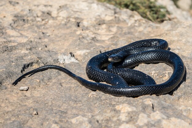 Serpente frusta occidentale nero che si crogiola al sole su una scogliera rocciosa a Malta