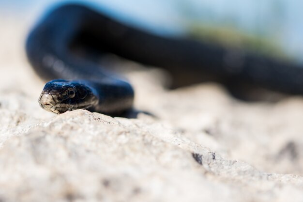 Serpente frusta occidentale nero che striscia su rocce e vegetazione secca a Malta