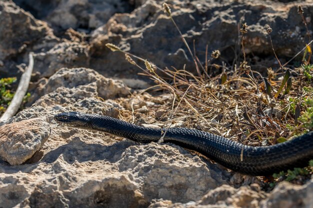 Serpente frusta occidentale nero che striscia su rocce e vegetazione secca