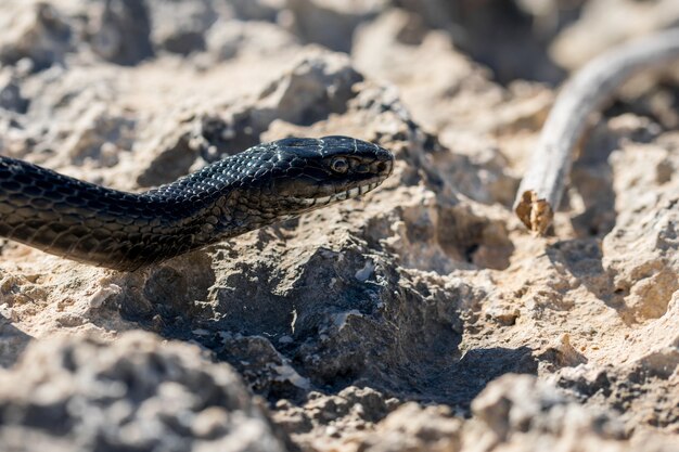 Serpente frusta occidentale nero che striscia su rocce e vegetazione secca