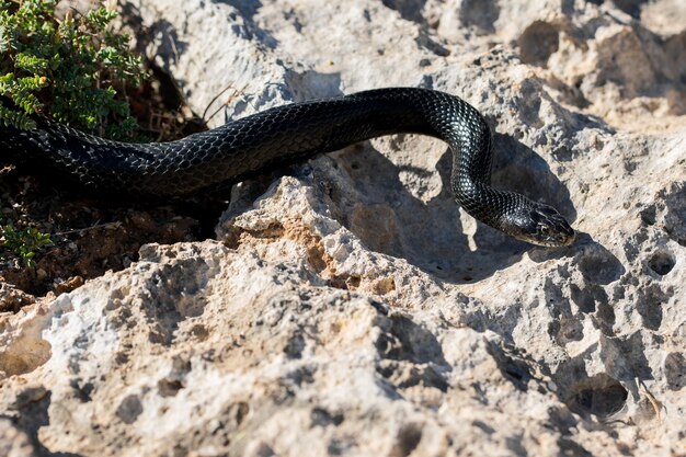 Serpente frusta occidentale nero, Hierophis viridiflavus, che striscia sulle rocce e sulla vegetazione secca a Malta