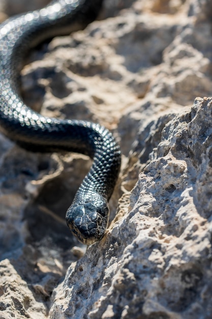 Serpente frusta occidentale nero, Hierophis viridiflavus, che striscia sulle rocce e sulla vegetazione secca a Malta