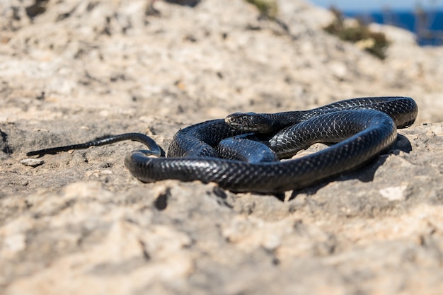 Serpente frusta occidentale nero, Hierophis viridiflavus, crogiolarsi al sole su una scogliera rocciosa a Malta