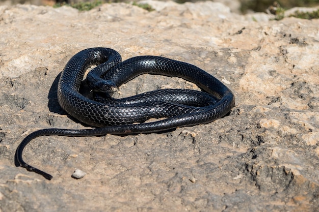 Serpente frusta occidentale nero, Hierophis viridiflavus, crogiolarsi al sole su una scogliera rocciosa a Malta