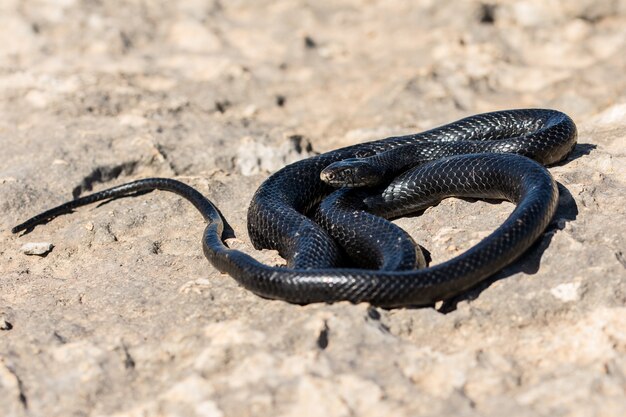 Serpente frusta occidentale nero, Hierophis viridiflavus, crogiolarsi al sole su una scogliera rocciosa a Malta