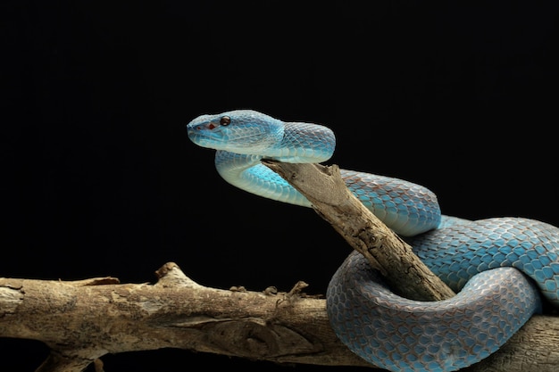 Serpente vipera blu sul ramo con serpente vipera sfondo nero pronto ad attaccare il serpente insularis blu