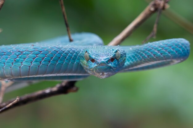 Serpente vipera blu sul ramo