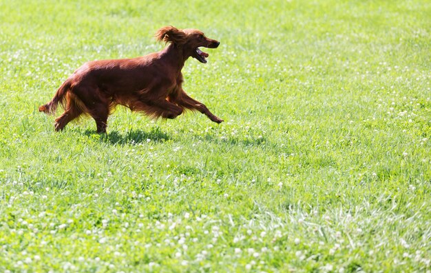 Setter irlandese rosso che funziona sull&#39;erba