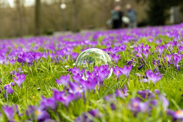 Sfera di vetro nel mezzo del campo di fiori viola