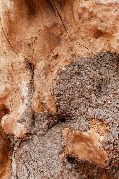 Sfondo a trama verticale di un vecchio tronco d'albero per uno screensaver o una foto per uno schermo su uno smartphone