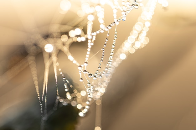 Sfondo astratto naturale con gocce di rugiada di cristallo su una ragnatela alla luce del sole con bokeh.