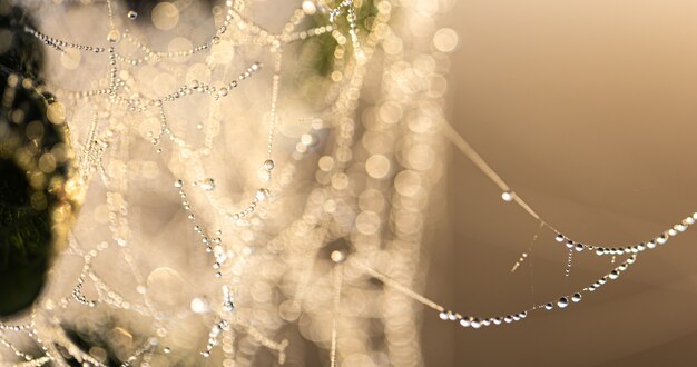 Sfondo astratto naturale con gocce di rugiada di cristallo su una ragnatela alla luce del sole.