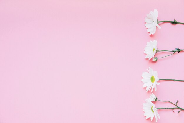 Sfondo con quattro fiori sulla destra