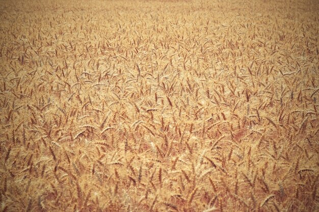 &quot;Sfondo del campo di grano&quot;