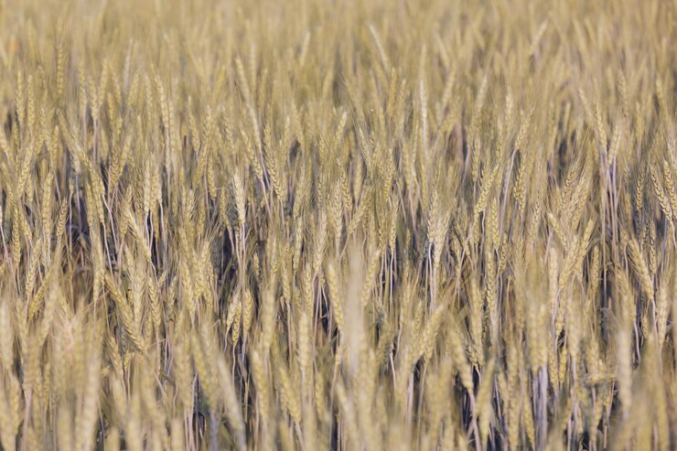 Foto gratuito sfondo del campo di orzo.