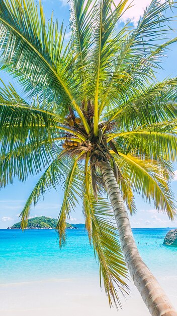 sfondo del mare di cocco paradiso dei Caraibi