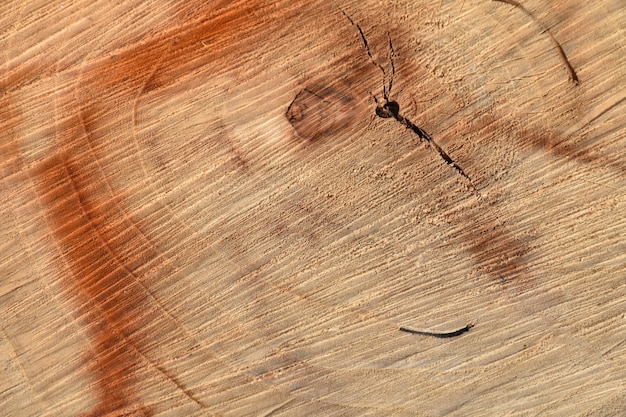 Sfondo della struttura di legno con anelli