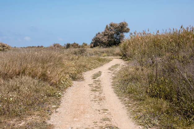 Sfondo della via in natura