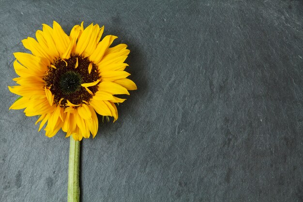 sfondo di ardesia con la margherita e lo spazio per i messaggi