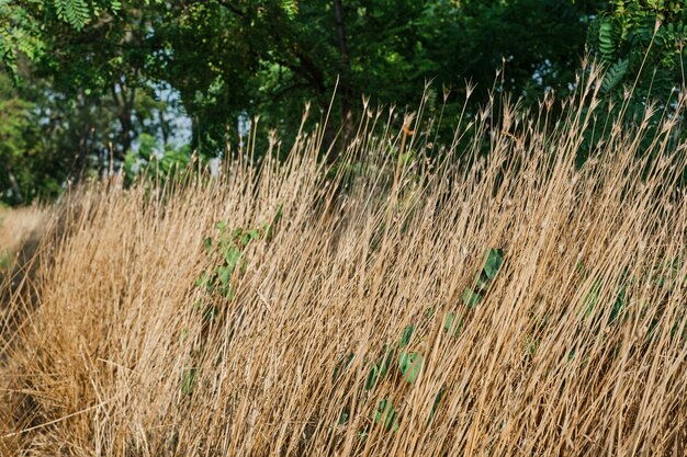 Sfondo di erba secca o idea salvaschermo sull'ecologia della terra e la siccità Carenza d'acqua per la crescita del cambiamento climatico alimentare Spazio per il testo