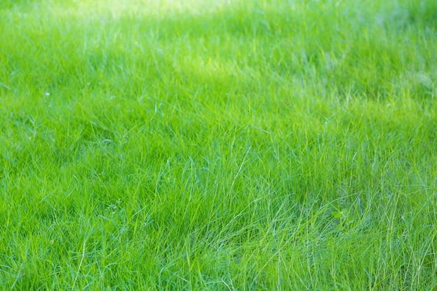 Sfondo di erba verde e fresca