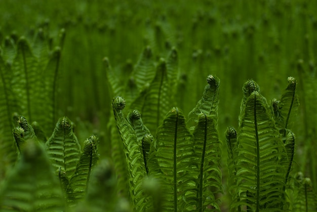 Sfondo di Fern