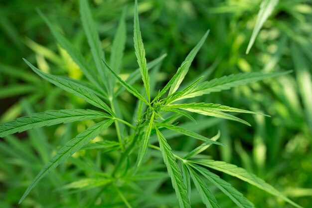 sfondo di foglia di marijuana.