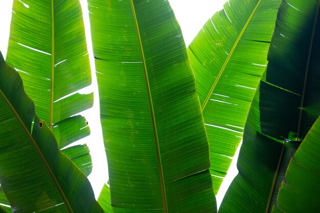 Sfondo di foglie di banana verde, foresta.