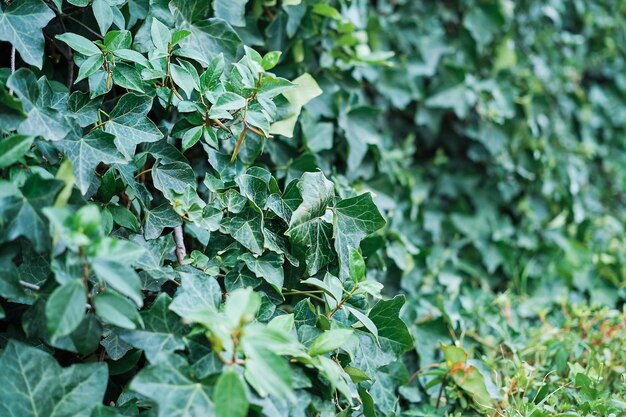 Sfondo di foglie di edera verde Idea del primo piano per uno screensaver o uno sfondo