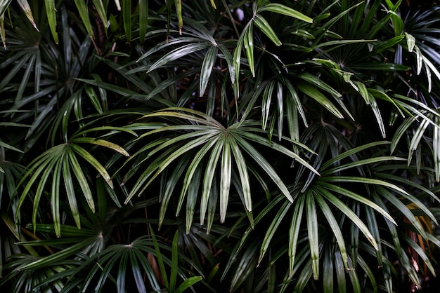 Sfondo di foglie di palma verde tropicale