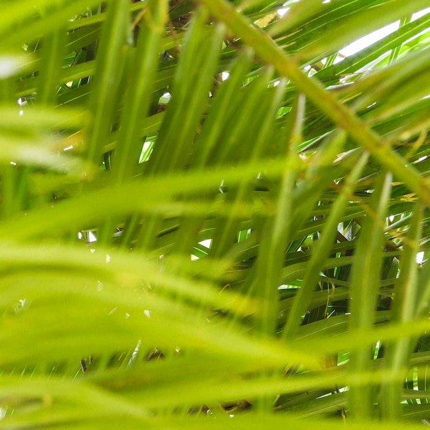 Sfondo di foglie di palma verde