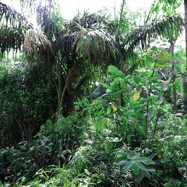 Sfondo di foglie giardino natura