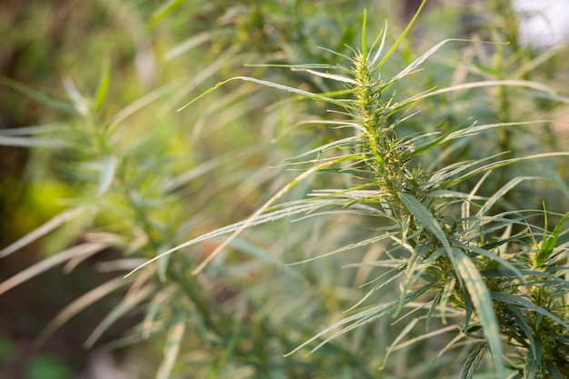 Sfondo di marijuana verde.