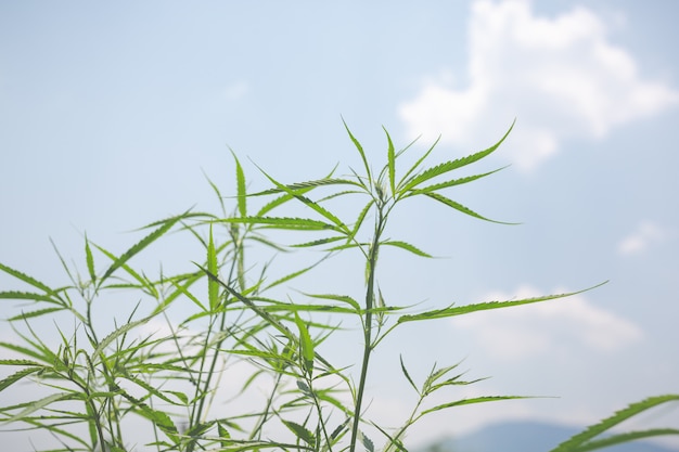 Sfondo di marijuana verde.