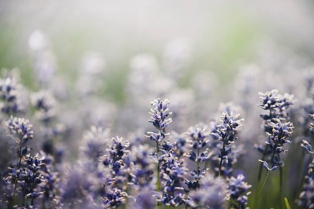 Sfondo di primavera bellissimo fiore di campo viola