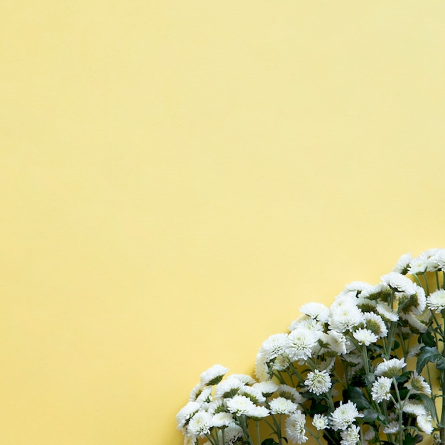 Sfondo di primavera con fiori di campo