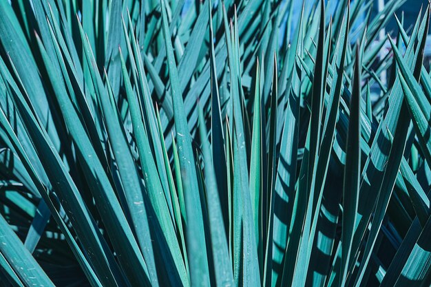 Sfondo naturale - foglie di Yucca da vicino, messa a fuoco selettiva, parco tropicale. Foglie di yucca blu-verdi, ripresa orizzontale