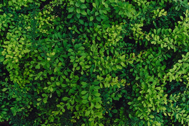 Sfondo naturale strutturato di molte foglie verdi