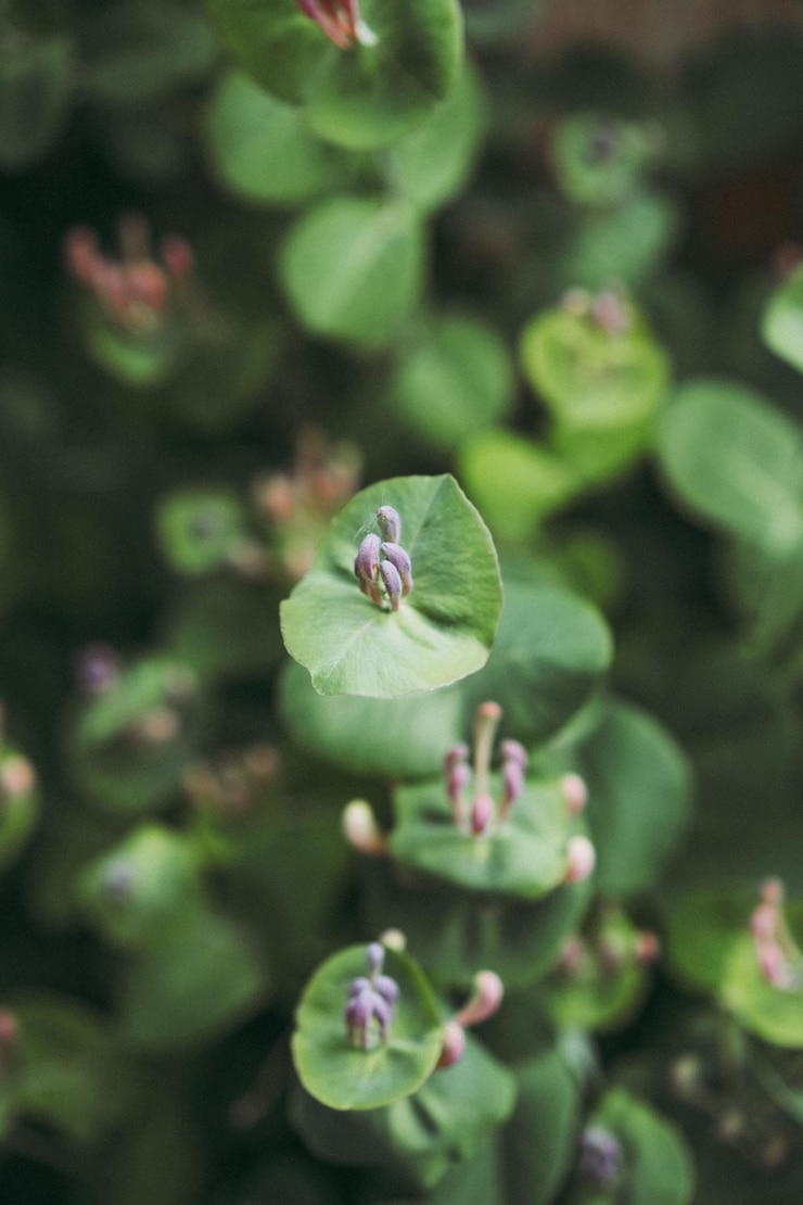 Foto gratuito sfondo naturale verde, caprifoglio in fiore