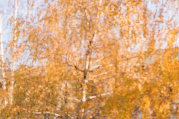 Sfondo sfocato di alberi autunnali