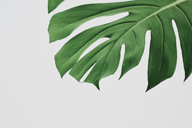 Sfondo verde foglia Monstera con spazio di design