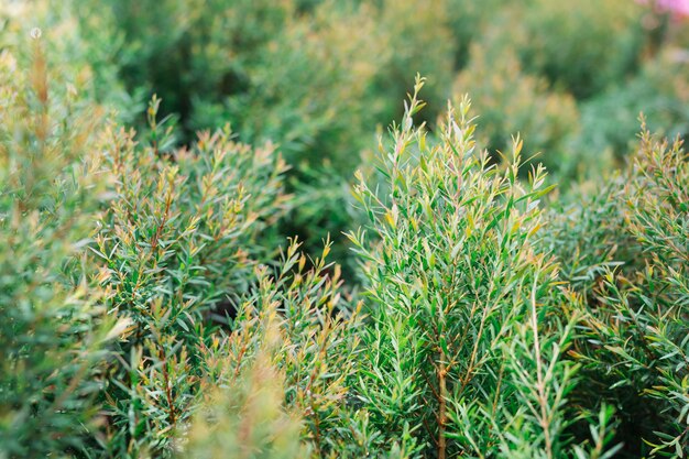 Sfondo verde foglia