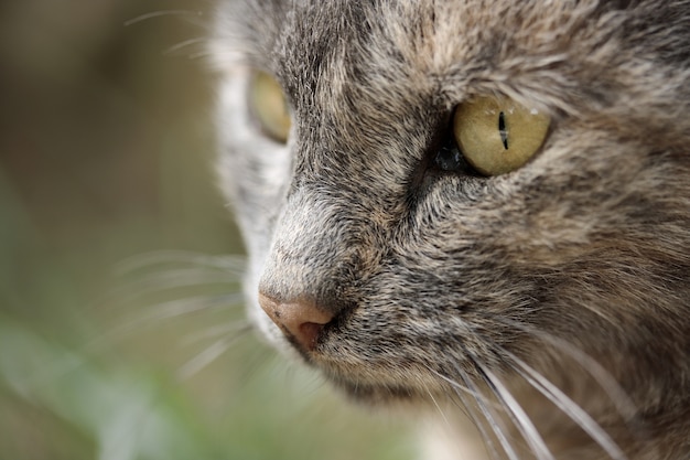 Sguardo di un gatto